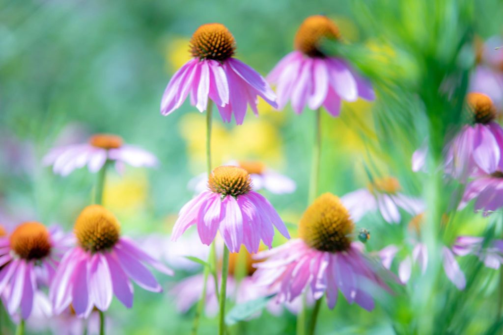 Brown County Hour Flowers