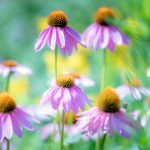 Brown County Hour Flowers